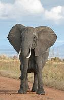 Is there an elephant in your living room?