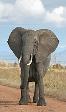 Is there an elephant in your living room?